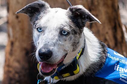 El perro rescatista Bear