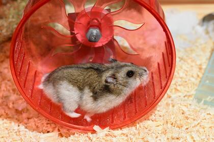 La mujer fue mordida por su propio hámster y comenzó a sentirse mal