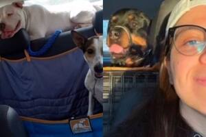 La mujer inventó un "Uber" para perros (Foto Fuente: Captura de pantalla)