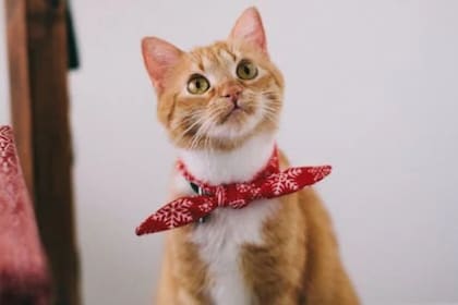 La mujer quiere dejarle una suma millonaria a sus mascotas (Foto Pexels)