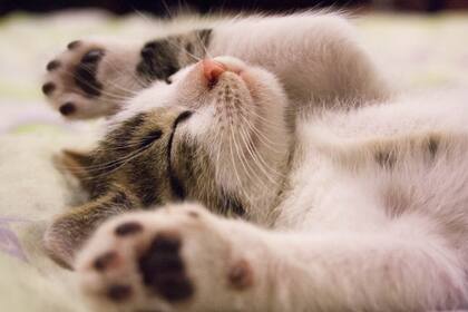 La mujer quitó del testamento a sus hijos; considera que sus mascotas fueron su mejor compañía en el última etapa de la vida (Foto Pexels)