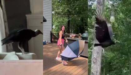 La mujer utilizó un paraguas para ahuyentar al buitre