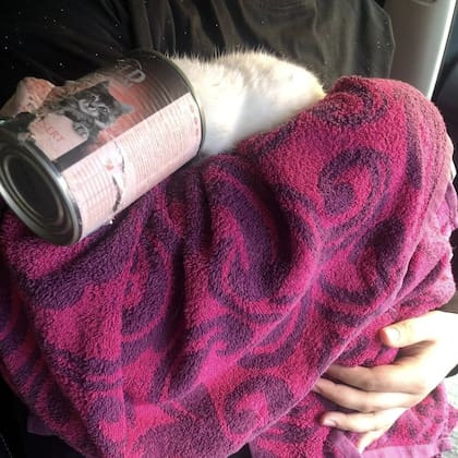 La mujer vio un esponjoso “osito de peluche” blanco sentado sobre la basura, con la cabeza dentro de una lata.