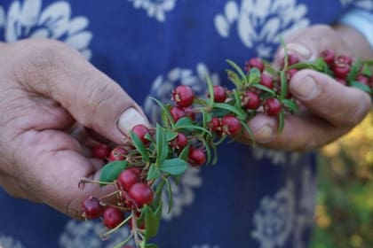 La murta pertenece a la misma familia de las guayabas