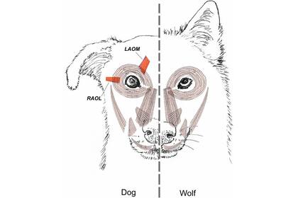 La musculatura facial de un perro (a la izquierda) y un lobo (derecha)