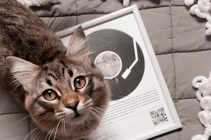 La música es uno de los sonidos que atraen a los gato (Foto Pexels)