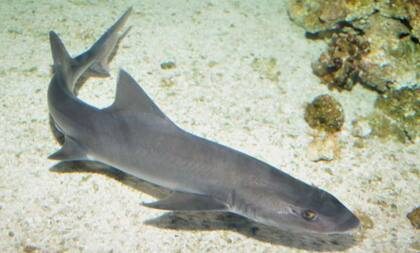 La musola lisa se alimenta sobre todo de crustáceos y pequeños peces. Fuente: Acuario Costa de Almería.