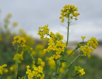 La nabolza comenzó a diseminarse en la zona en ese mismo año, y en 2015 ya teníamos el 1% de los lotes afectados. Para 2016, ese porcentaje subió al 8%; en 2017 al 18%; en 2018 al 27%; en 2019 alcanzó el 53%; en 2020 el 80% y; en 2025, el 90%