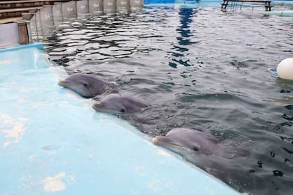 LA NACION pudo ingresar hasta las piletas donde permanecen los delfines del Aquarium Mar del Plata