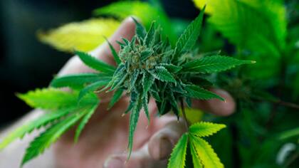 Se autorizó el uso terapéutico y paliativo del cannabis en el país 