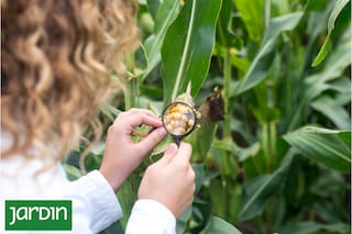 Cuál es, cómo se usa y por qué esta nueva tecnología está revolucionando la forma de cuidar nuestras plantas