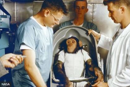 La NASA usó monos en varios viajes espaciales; ocho de ellos murieron