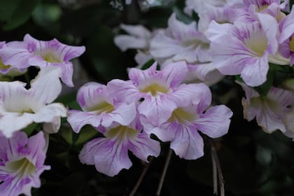 La nativa Bignonia callistegioides, llamada dama del monte o alegría de la mañana.