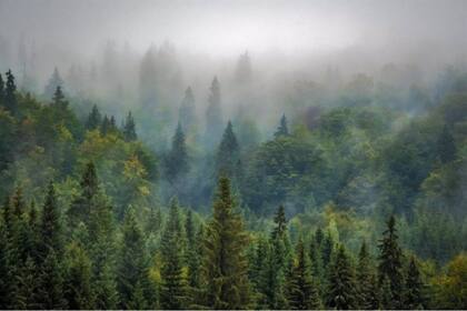 "La naturaleza contribuye a nuestra salud y bienestar de muchas maneras, y nuestras acciones ponen en riesgo estos beneficios", afirmaron los investigadores