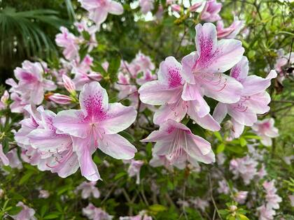 La naturaleza es una fuente de inspiración constante para Alejandra Stier