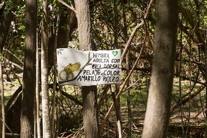 La naturaleza serrana se convirtió en el territorio donde los monos se rehabilitan para volver a vivir en libertad.