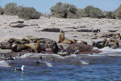 La navegación por el archipiélago Vernacci permite aproximarse a gran cantidad de fauna marina: lobos, gaviotas, pingüinos, cormoranes grises, imperiales, roqueros, y más.