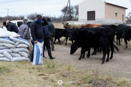 La necesidad de alimentos para los animales es acuciante