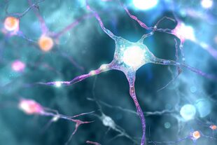 La neurogénesis es el proceso de generar neuronas funcionales a partir de células madre neurales que, hasta hace algunos años se creía que ocurría solo durante estadios embrionarios y perinatales en mamíferos