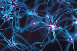 La neurogénesis es posible durante toda la vida