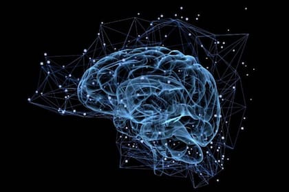 La neuroplasticidad es la capacidad del cerebro para adaptarse y reorganizarse 