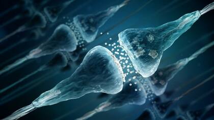 La neuroplasticidad es la capacidad que tiene el cerebro de modificarse a sí mismo