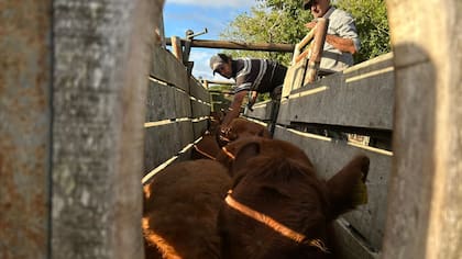 La normativa establece que los titulares de establecimientos ganaderos podrán acordar directamente con un veterinario privado acreditado ante el organismo sanitario la compra, conservación y aplicación de las vacunas obligatorias