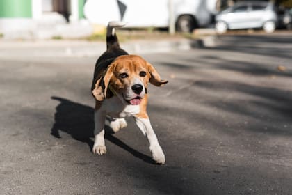 La normativa incrementa las penas para los conductores que lesionen o maten a estos animales por conducción imprudente