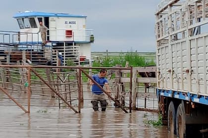 La normativa modificada dice que la tasa antes cobrada “resulta exigua si se tiene en cuenta el valor agregado por el humedal a los animales y el valor final de mercado, considerando que la mayoría de las islas se encuentran inscriptas para exportar a la Unión Europea”