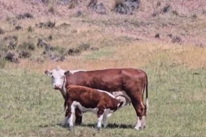 La normativa tiene vigencia retroactiva desde el 1° de julio de 2025 hasta el 30 de junio de 2026