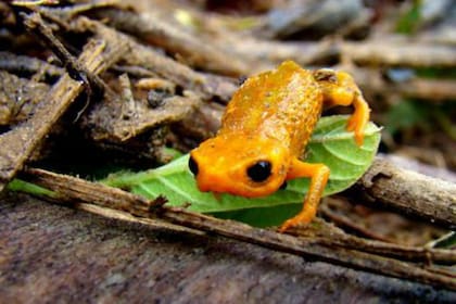 La nueva especie de anfibio fue hallado en 2007 en plena selva brasileña