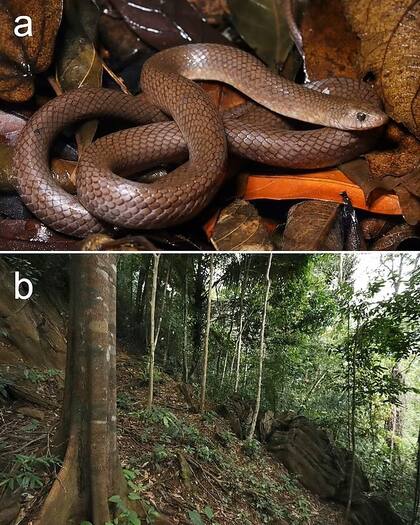 La nueva especie de serpiente posee escamas capaces de ayudarla a trepar por los acantilados rocosos y empinados