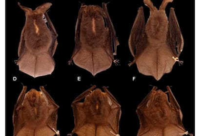 La nueva especie es una de las 144 variedades registradas en México (Facultad de Ciencias UNAM)