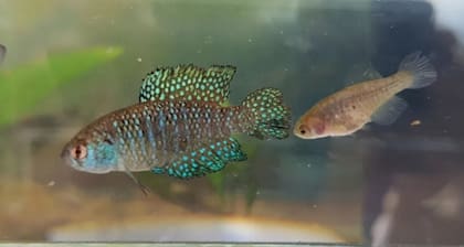 La nueva especie fue bautizada como Argolebias guarani, en honor al pueblo originario de Misiones.