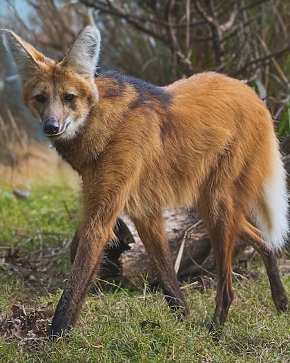La nueva estrella de Temaikèn: el aguará guazú rescatado en Santa Fe, que ayuda a visibilizar sobre la importancia de la conservación de la especie.