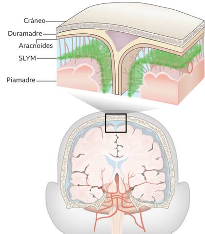 La nueva estructura recién descubierta sería una cuarta membrana ubicada en el espacio subaracnoideo, por encima de la piamadre, que es la membrana más interna.