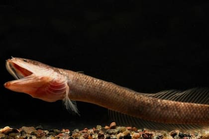 La nueva familia Aenigmachannidae se separó de su grupo hermano Channidae hace mucho tiempo y representa un llamado "fósil viviente". Crédito: Periodista Digital