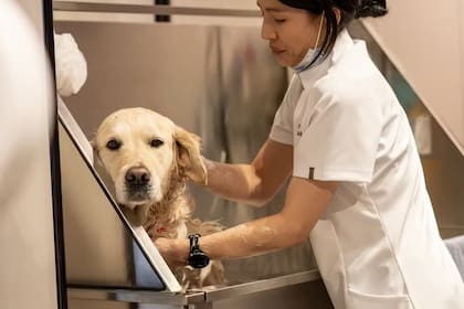 La nueva instalación, denominada “Peluquería Canina”, se creó en colaboración con Love My Human, una marca de alta gama de mascotas