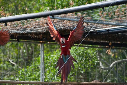 La nueva población de guacamayos se suma al resto de las que ya viven libre en los montes de Yerbalito