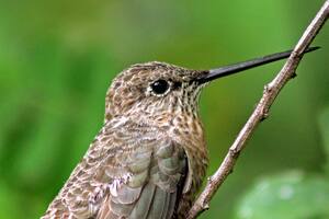 La nueva subespecie fue denominada como el Colibrí Gigante del Norte