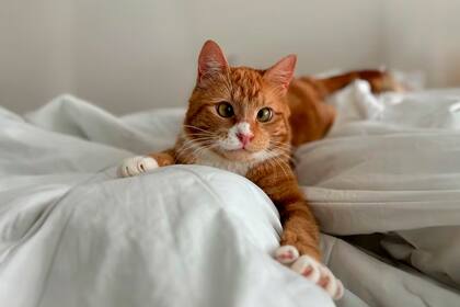 La nueva vida de Luciano en New York: el gatito viral que conquistó a todos por su particularidad física
