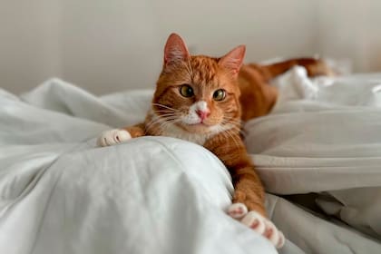 La nueva vida de Luciano en New York: el gatito viral que conquistó a todos por su particularidad física