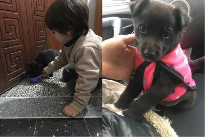 La nueva vida de Mumi, la cachorra que abandonaron en una ruta de Bahía Blanca