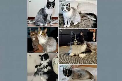 La nueva y llamativa raza de gato que nació en Finlandia y recorre el mundo