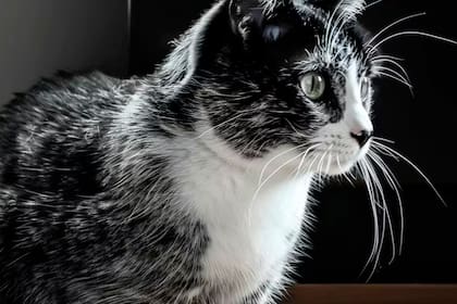 La nueva y llamativa raza de gato que nació en Finlandia y recorre el mundo