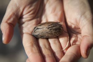 Un puñado al día de este alimento puede reducir la inflamación y fortalecer las defensas