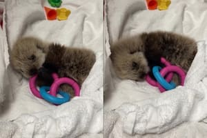 La nutria cachorra que derritió las redes