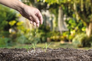 Fertilización: en el camino del crecimiento