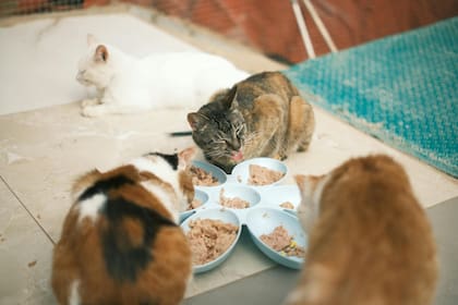 La nutrición es una herramienta fundamental de la medicina preventiva para animales mayores