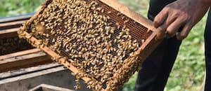 Controversia por un nuevo sistema obligatorio para los productores apícolas